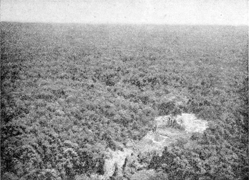 photograph showing typical dense evergreen forest